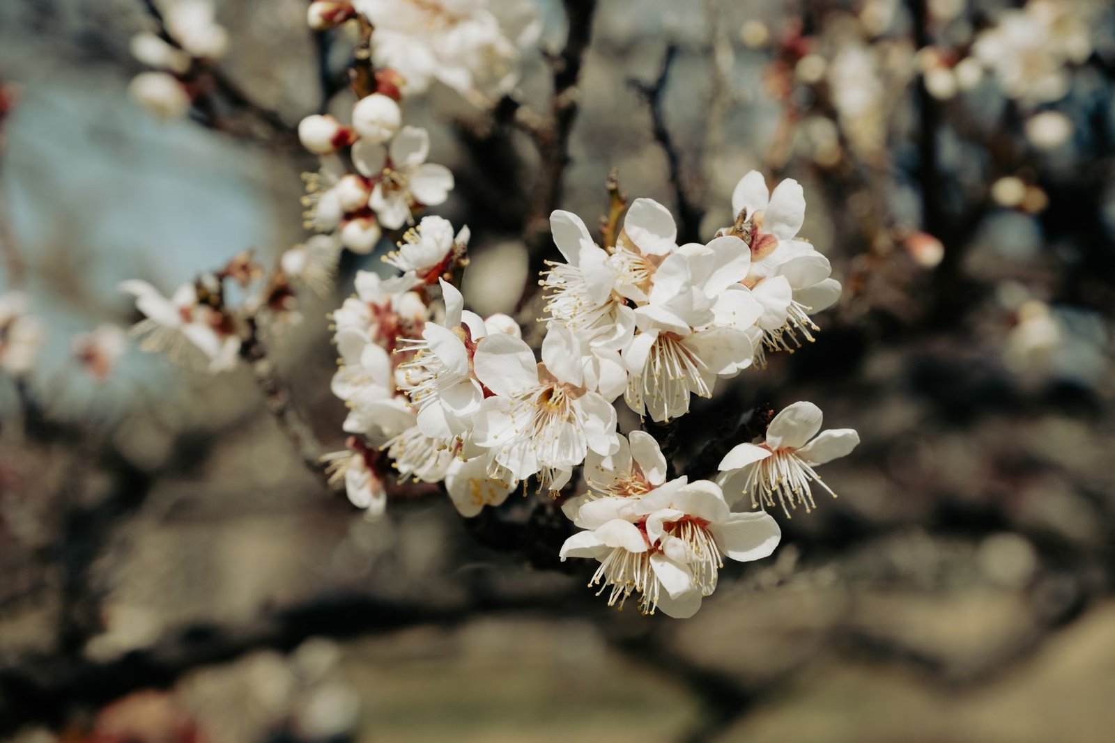 Close-up of plum blossoms on a branch in Japan
