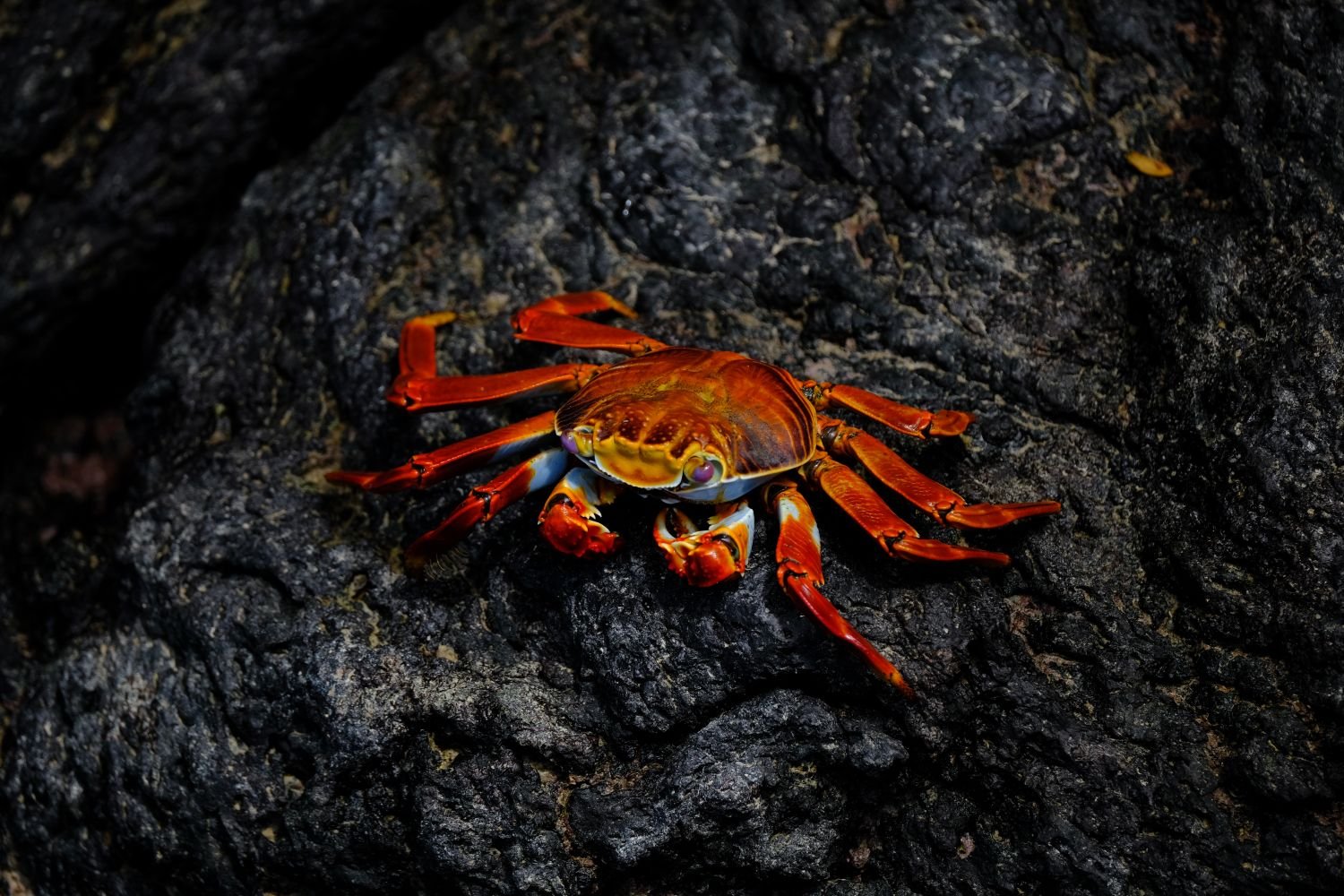 A red crab resting on a dark rock