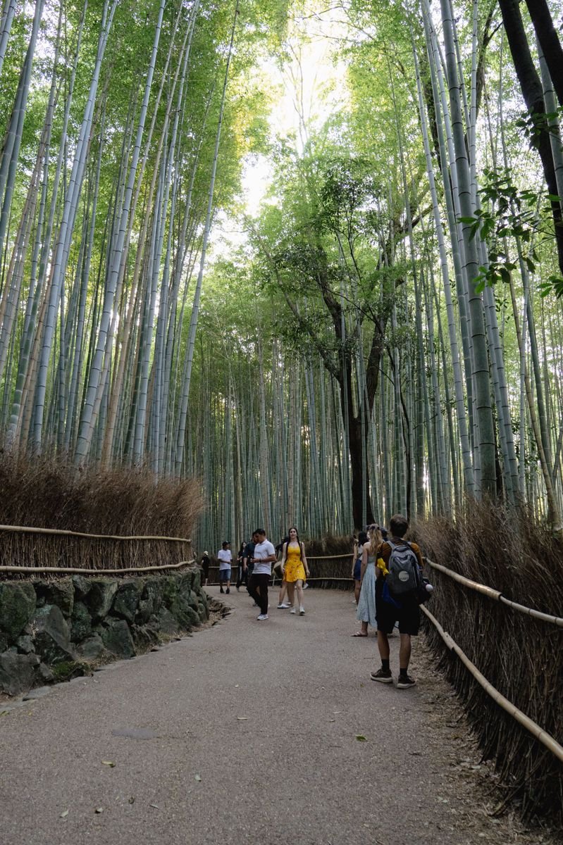 A footpath through a bamboo forest in Kyoto's Sagano district
