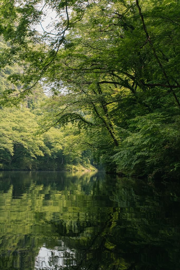 A quiet river running through a Japanese forest