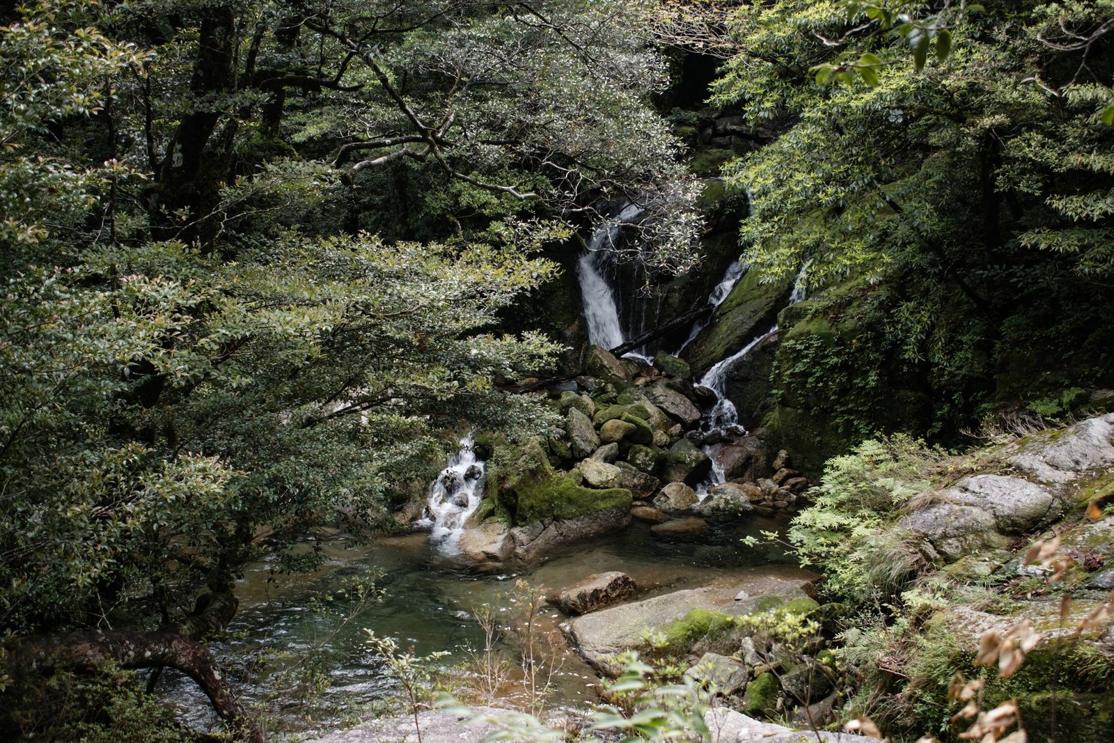 A quiet waterfall flowing through a moss-covered forest in Japan