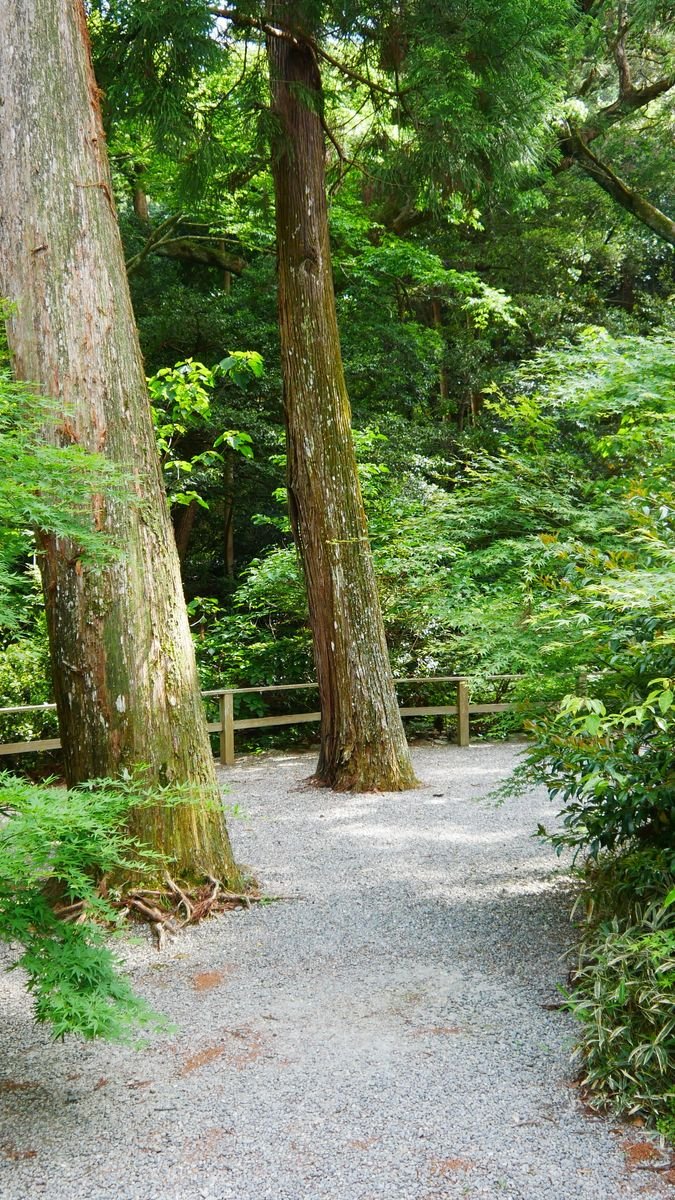 A gravel path through the sacred forest at Ise Jingu in Mie Prefecture, Japan