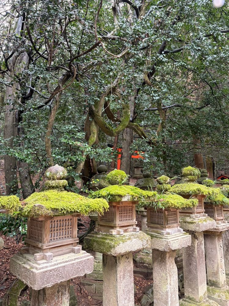 Serene scene of moss-covered stone lanterns amidst lush trees in Japan.