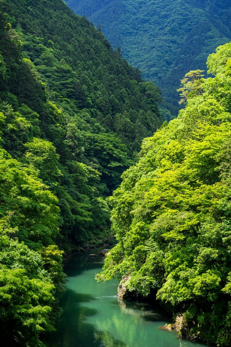 A river flowing through a lush green forest in Japan