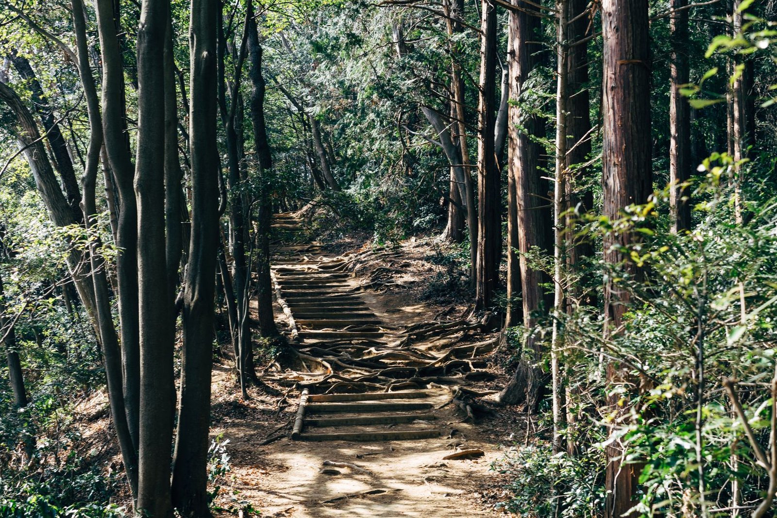 A quiet forest path through the wooded mountains near Kyoto, similar to the trails around Mt. Atago