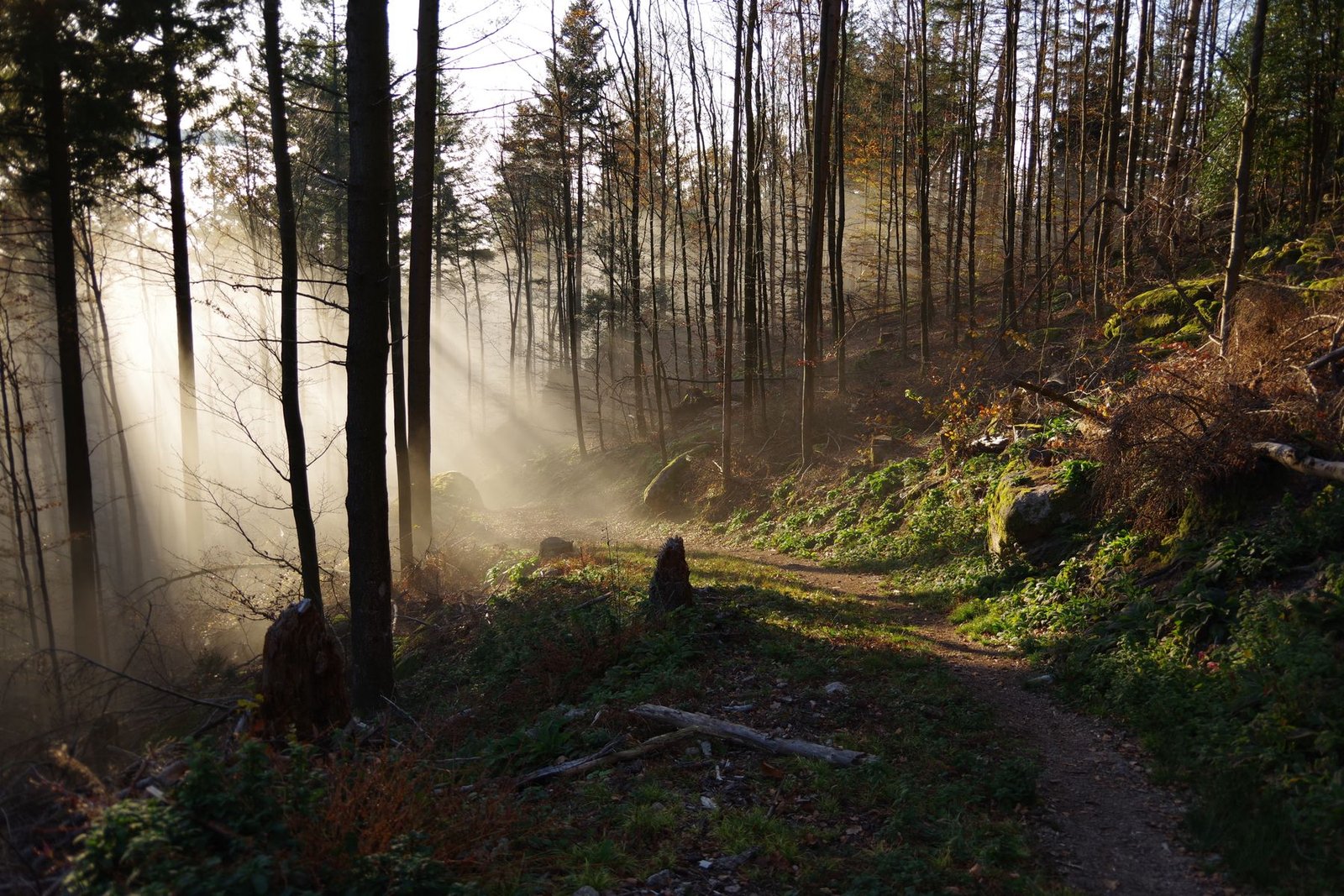 Sunlight filtering through a misty cedar forest trail