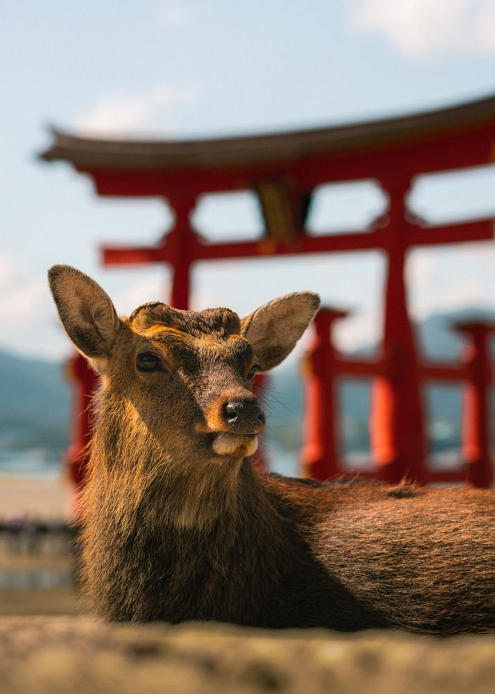 A sika deer rests in front of the iconic Torii gate at Miyajima Island, Japan.