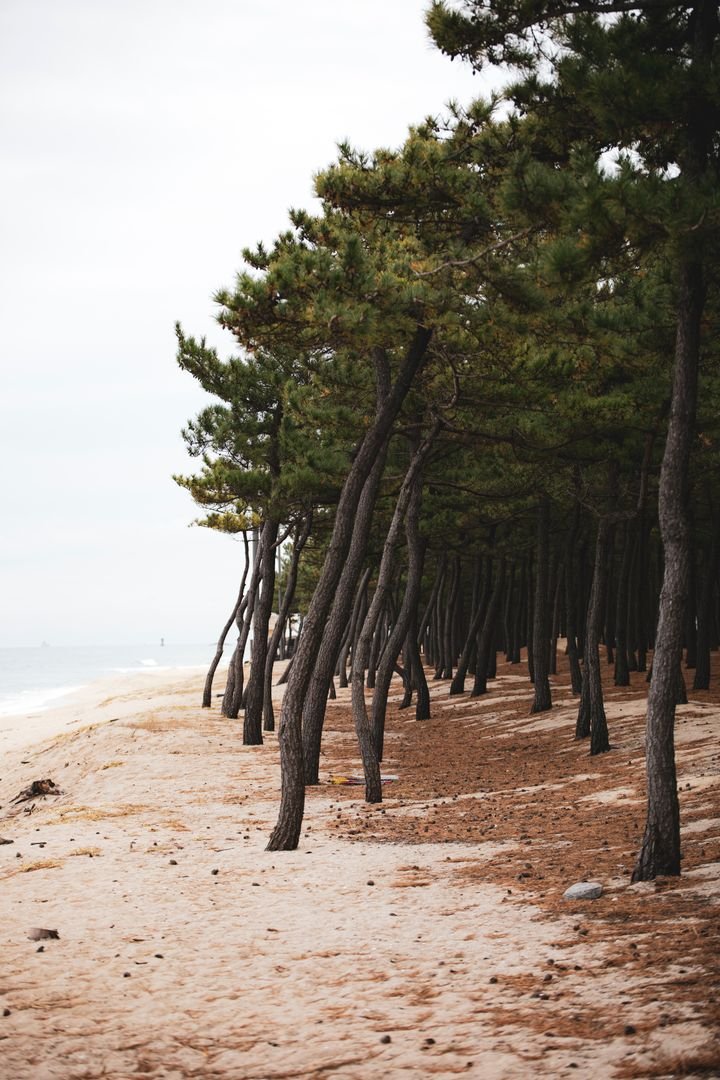 Pine forest lining a sandy beach near Karatsu, Japan