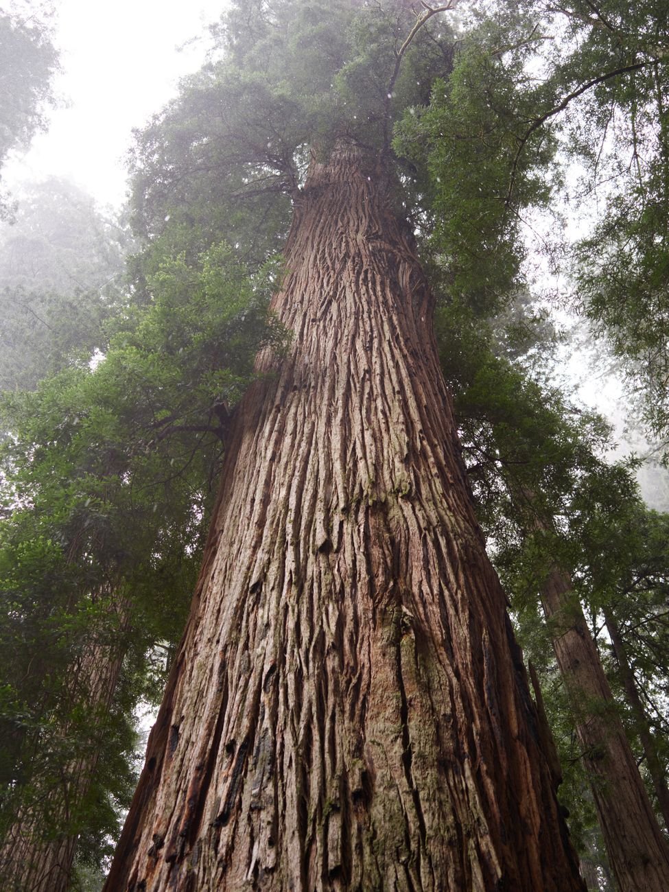 Towering ancient cedar trees rising through mist in a forest