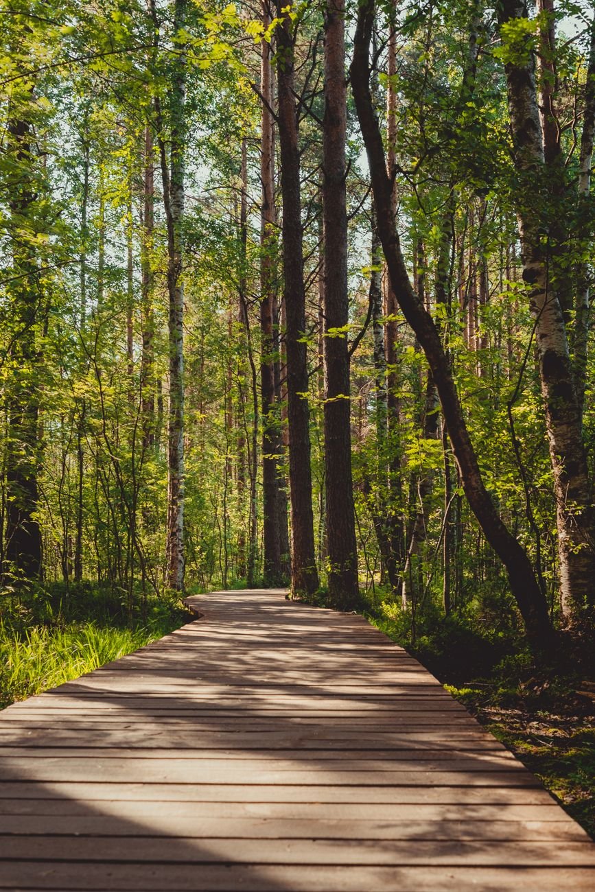 Wooden boardwalk trail winding through a lush green forest