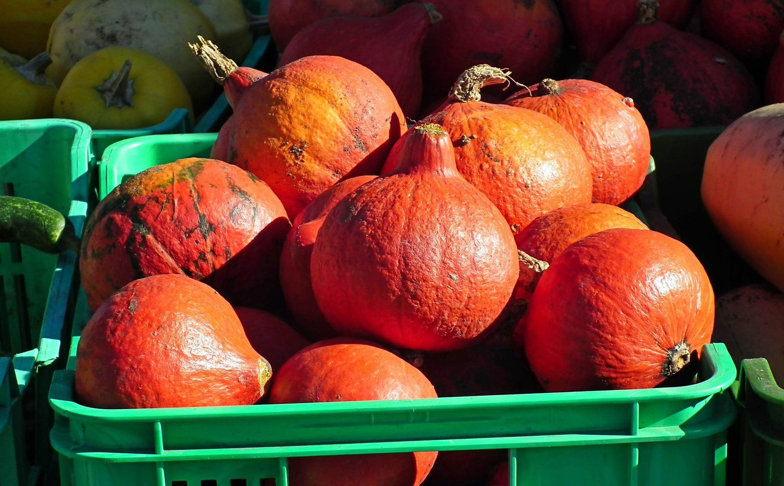 Crates of harvest pumpkins and vegetables at a market