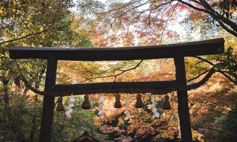 Autumn shrine grounds in Kyoto with red torii gate and fall foliage