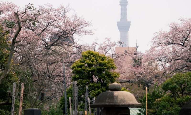 Cherry blossoms in bloom over a Tokyo cemetery, with the Tokyo Skytree visible in the background