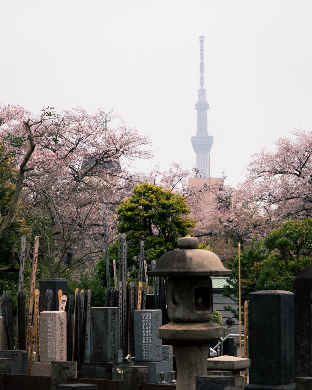 Cherry blossoms in bloom over a Tokyo cemetery, with the Tokyo Skytree visible in the background
