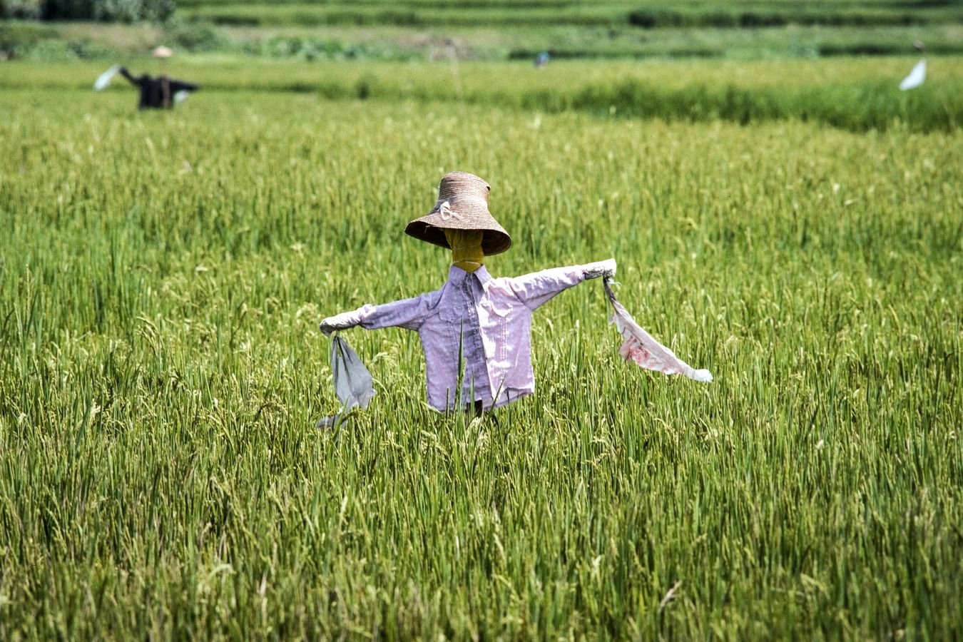 A handmade scarecrow standing alone in a green rice field under a blue sky