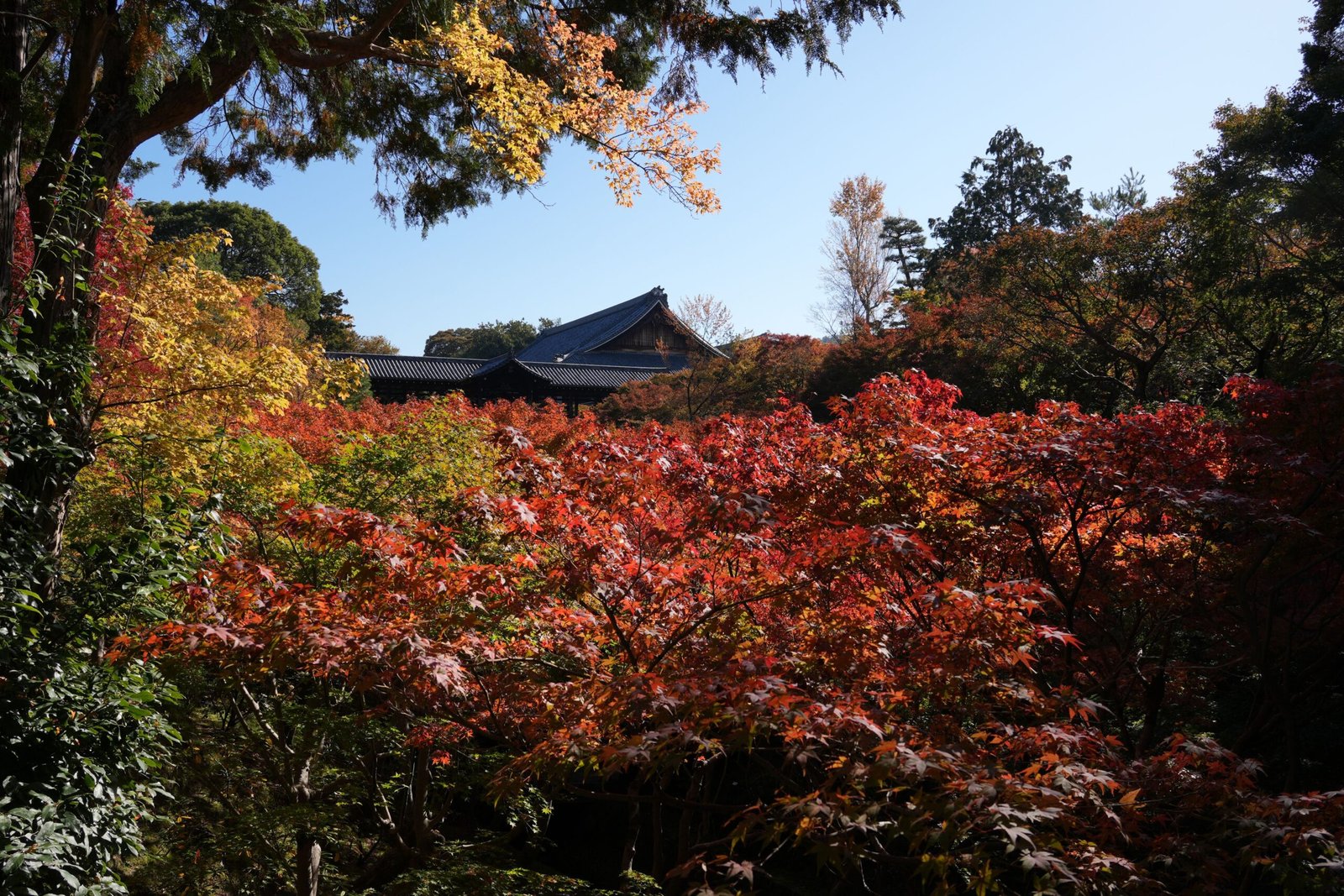 Autumn foliage in a traditional Kyoto temple garden