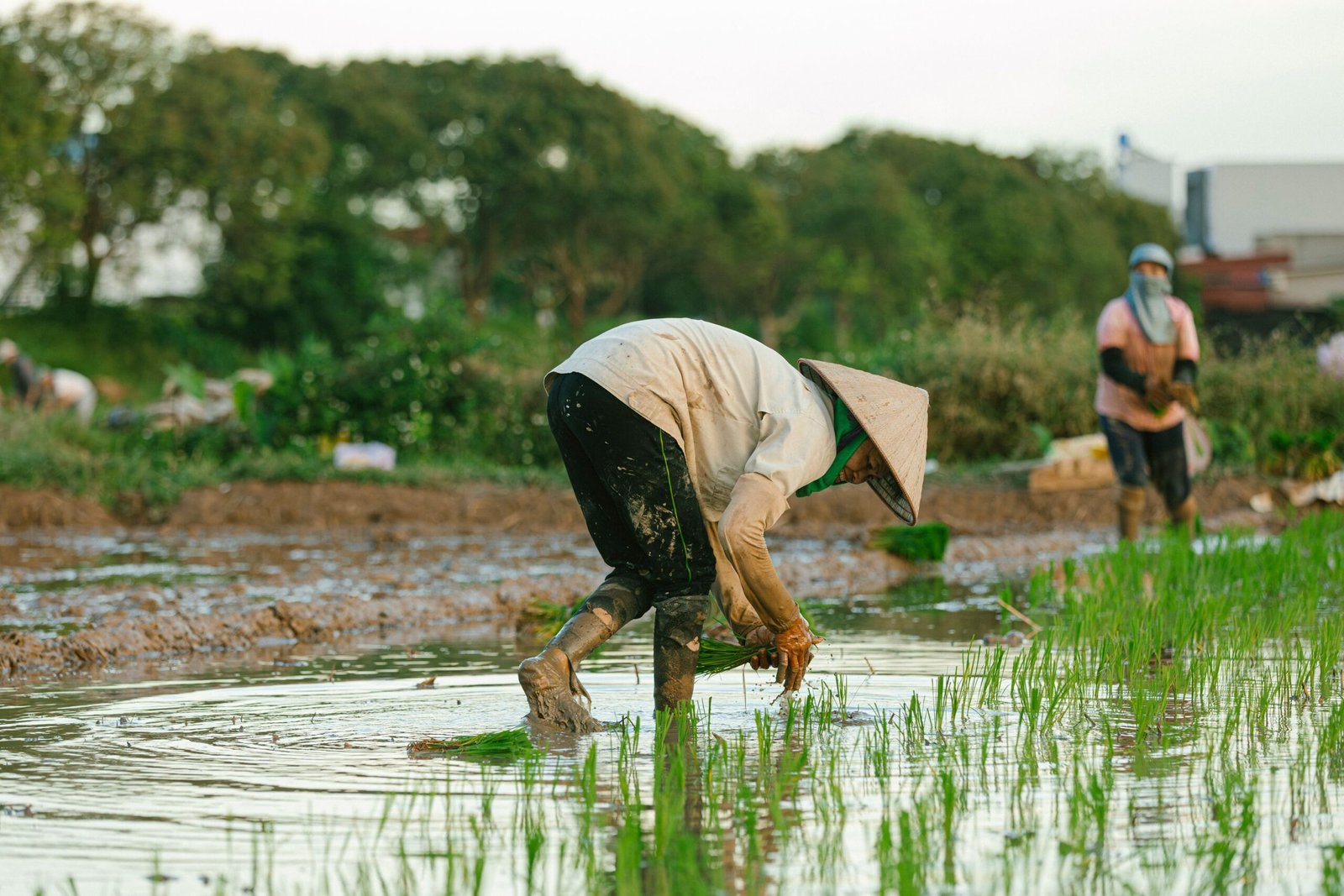 Farmers working in a rice field at dusk in Japan