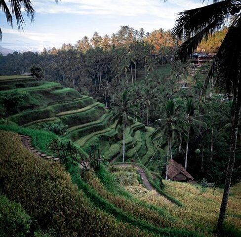 Terraced rice paddies catching moonlight, illustrative stock photo