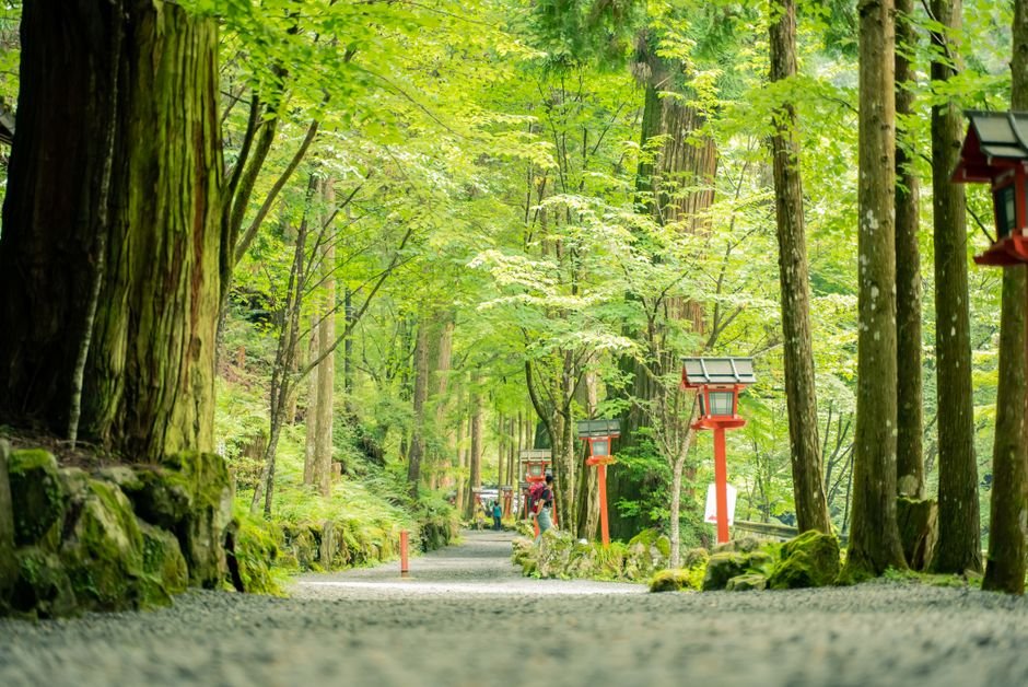 A quiet, tree-lined gravel path leading through a forested Japanese shrine