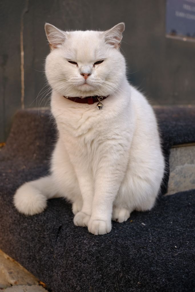 A white cat sitting outdoors, similar in spirit to Hikone Castle's mascot Hikonyan