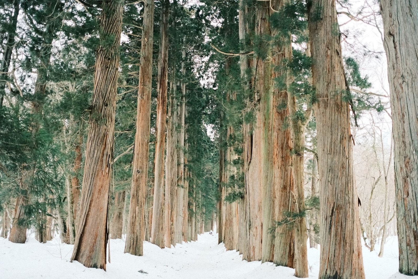 Cedar forest approach path at a Japanese shrine