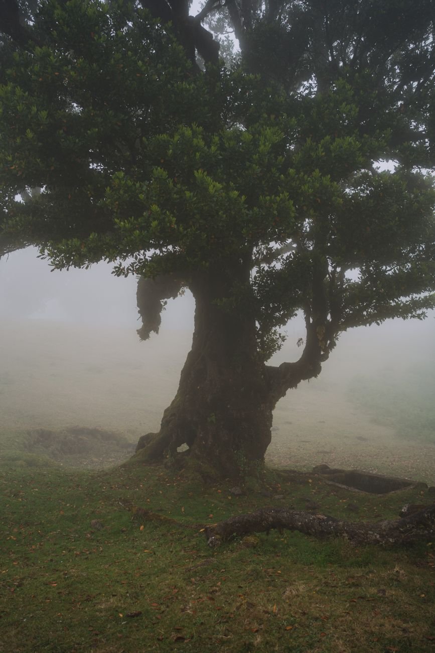 A lone ancient tree in a misty forest