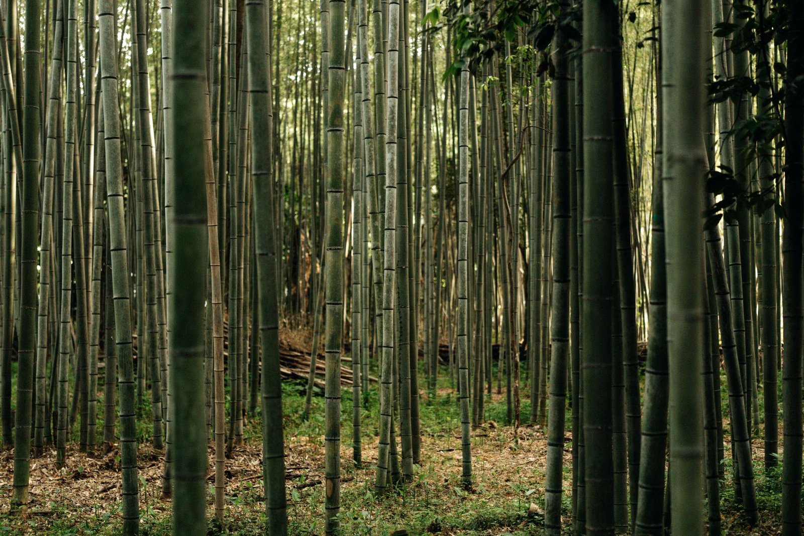 Lush green bamboo forest with sunlight filtering through