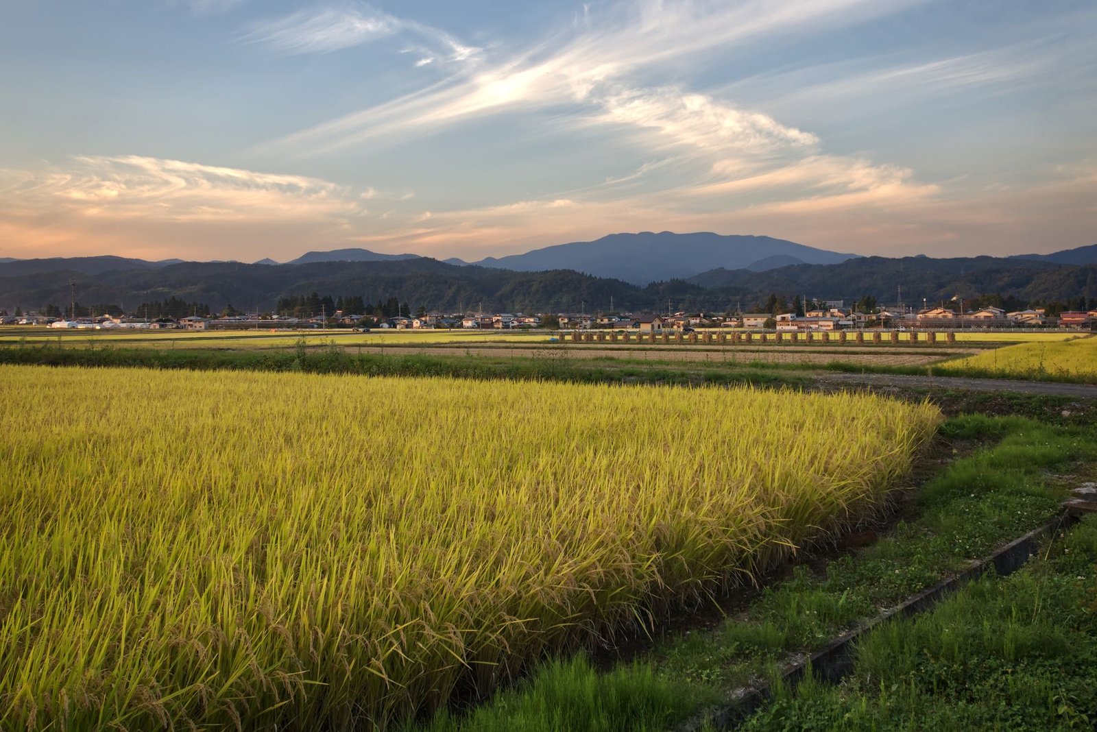 Golden rice fields at sunset in rural Japan