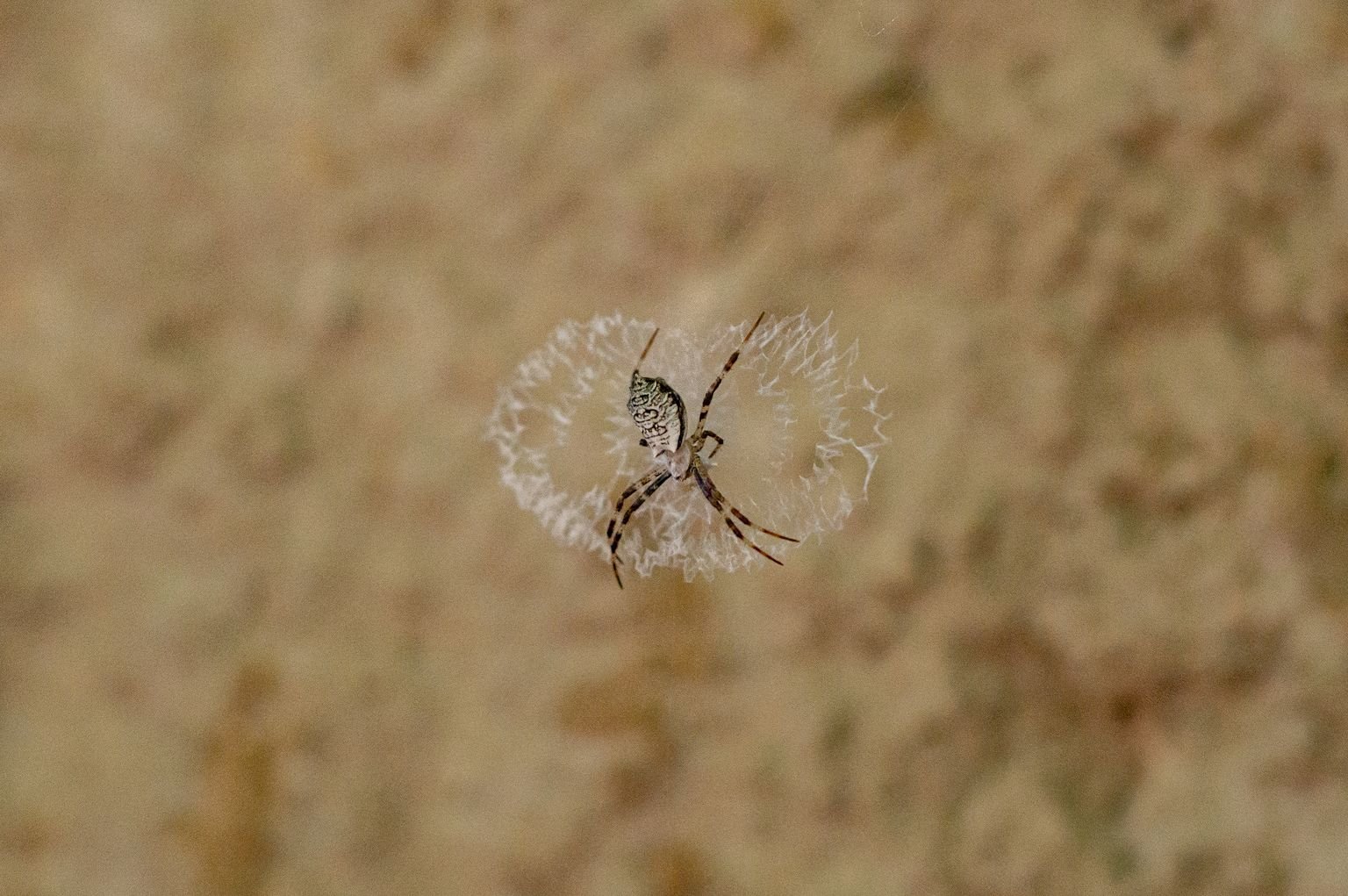 Close-up of a spider in an intricate web