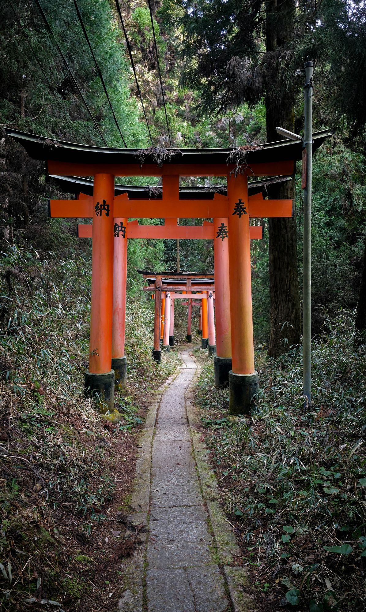 Serene forest pathway lined with traditional Japanese torii gates