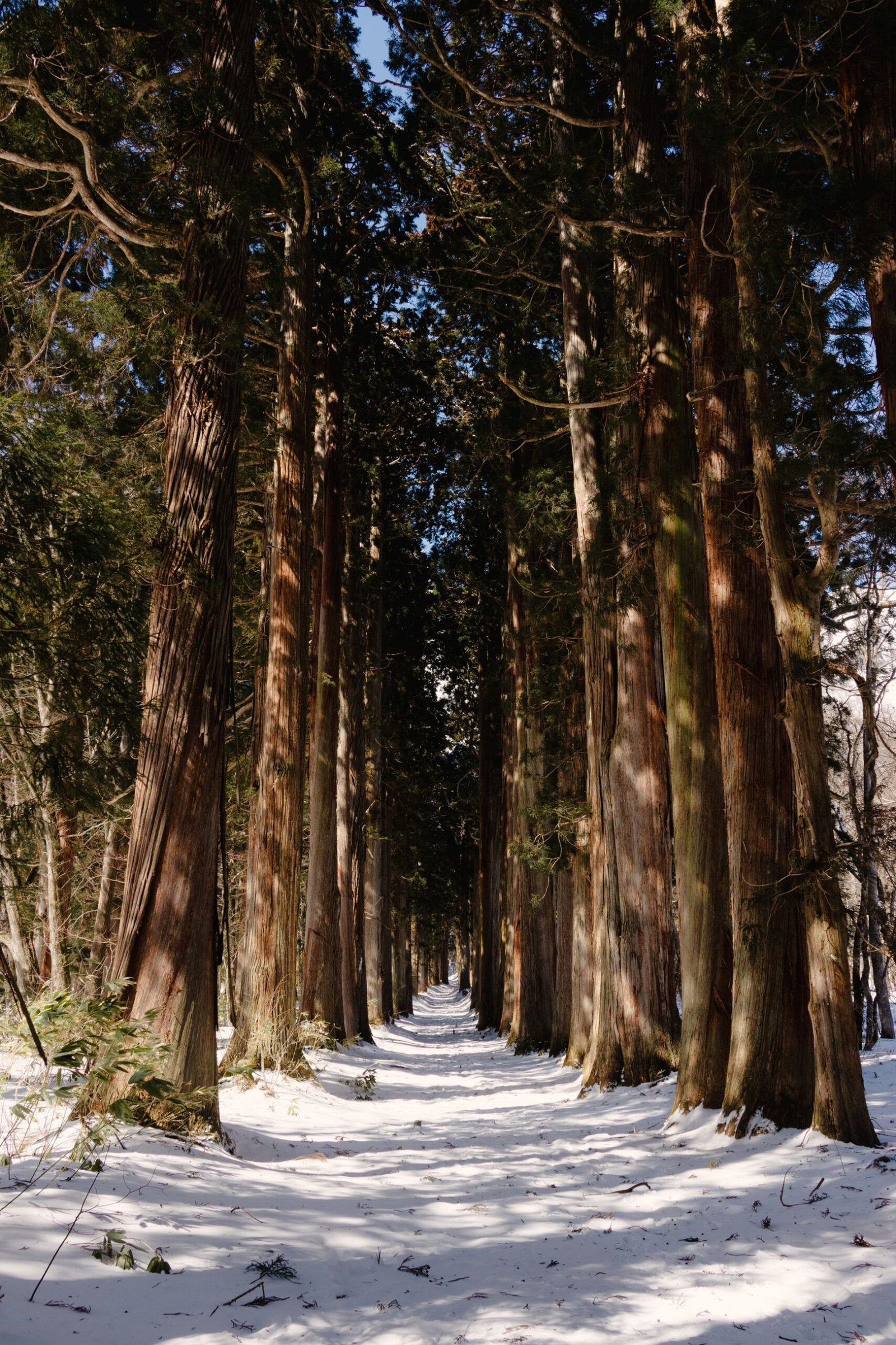 A quiet forest path beneath tall trees, evoking the wooded valley where the tengu king is said to dwell