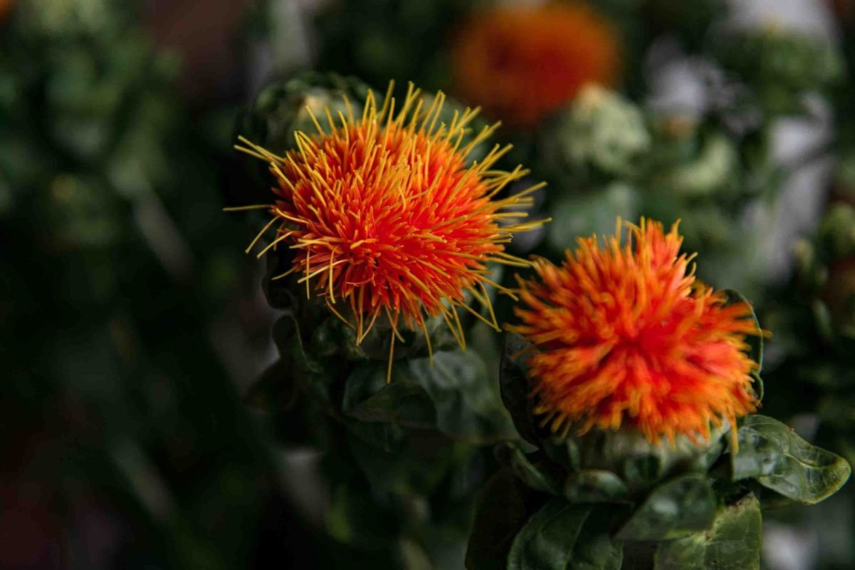 Close-up of vivid orange safflower blossoms