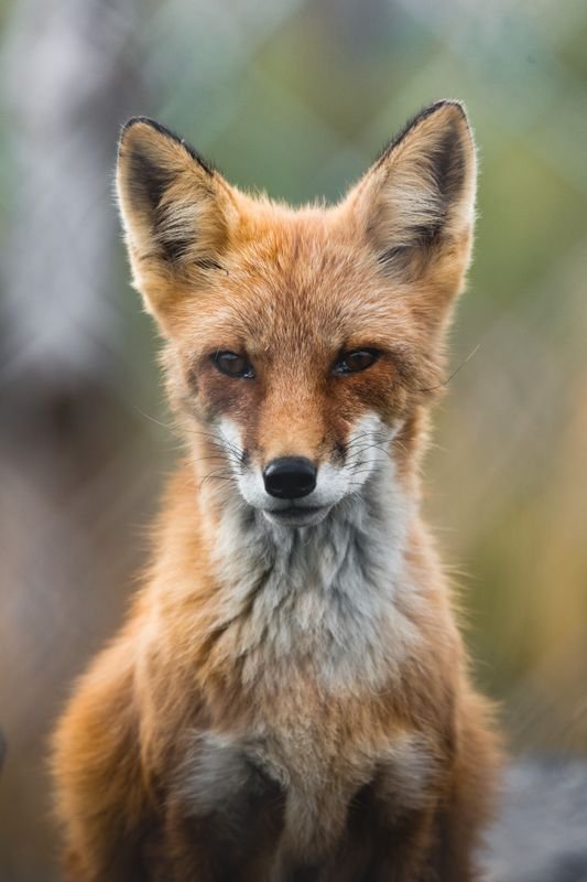 A red fox with an attentive gaze, evoking the fox-spirit legend of Tamamo-no-Mae