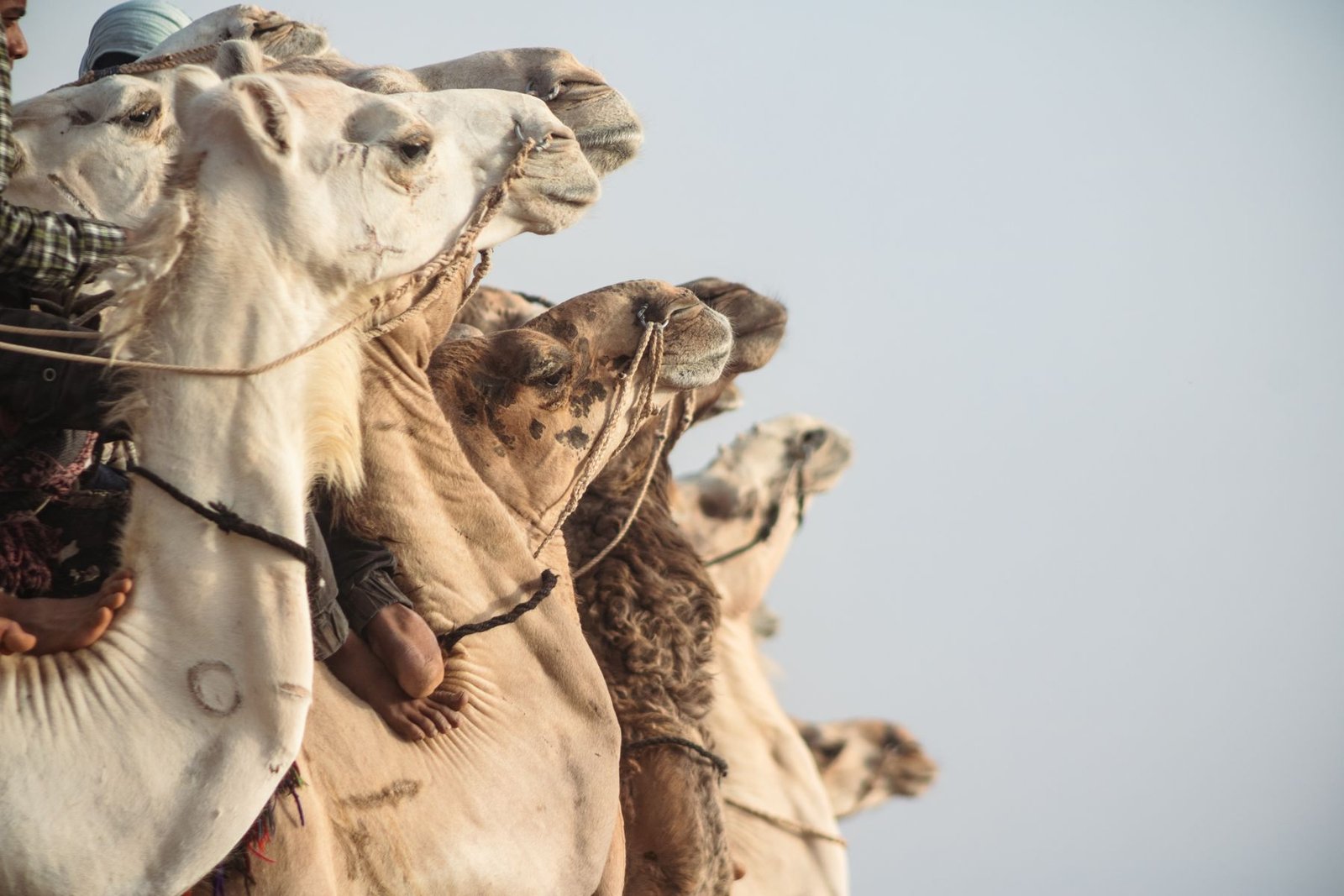 A line of camels crossing a desert landscape