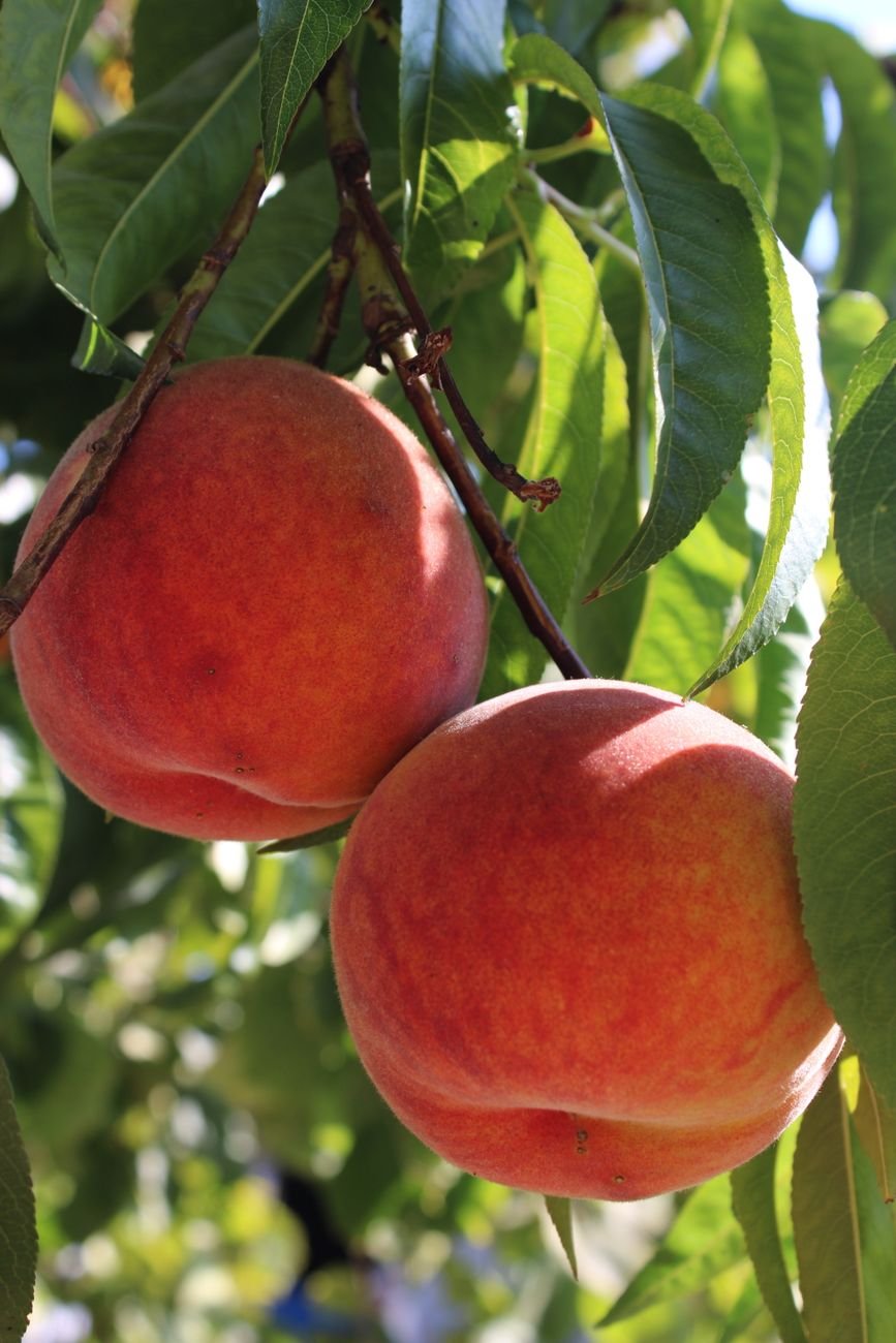 Ripe peaches hanging from a tree branch